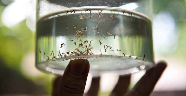 Sube a 89 la cifra de muertos por dengue en Honduras