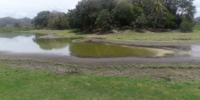 Se seca la Laguna de Ticamaya en Choloma