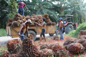 Ministro de la SAG: L50 millones inyectará gobierno al sector palmero  