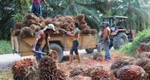 Ministro de la SAG: L50 millones inyectará gobierno al sector palmero  