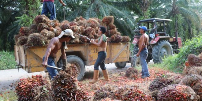 Ministro de la SAG: L50 millones inyectará gobierno al sector palmero  