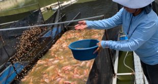 Digepesca inspecciona plantas procesadoras y proyectos de cultivo de tilapia