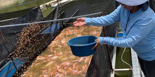 Digepesca inspecciona plantas procesadoras y proyectos de cultivo de tilapia