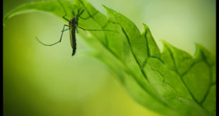 Aumenta a 144 cifra de muertos por dengue en Honduras