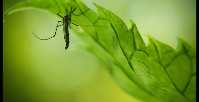 Aumenta a 144 cifra de muertos por dengue en Honduras