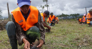 Rehabilitarán 200 hectáreas de bosque en Comayagua