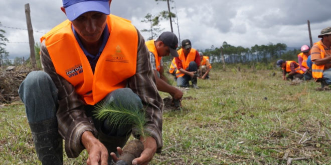 Rehabilitarán 200 hectáreas de bosque en Comayagua