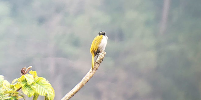 Festival de Aves reúne en Marcala a amantes del avistamiento