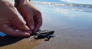 Hondureños liberan 900 tortugas en el Golfo de Fonseca