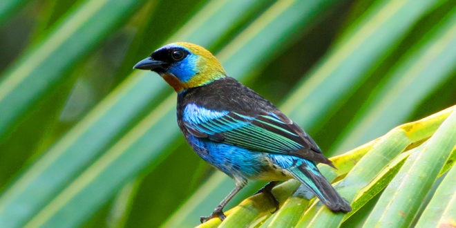 Festival de Aves promoverá el aviturismo en el Caribe hondureño