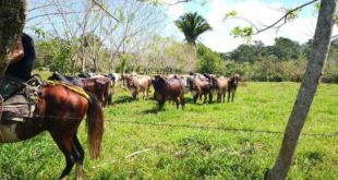 Aseguran 50 cabezas de ganado, casas, terrenos y vehículos a Leonel Sauceda