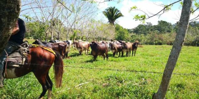 Aseguran 50 cabezas de ganado, casas, terrenos y vehículos a Leonel Sauceda