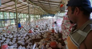 Unos L. 600 millones invertirá industria avícola en abastecimiento del mercado nacional
