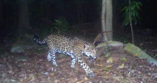 Confirman presencia de jaguar en el norte de Honduras