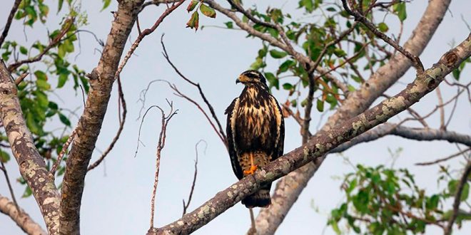 Honduras: Atlántida abre sus alas al turismo de aves