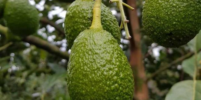 Exportación de aguacate hondureño genera $4.4 millones en divisas