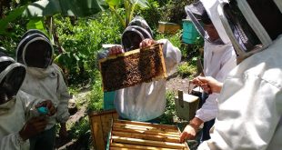 Consumo de miel en Honduras aumenta un 50% producto del Covid-19
