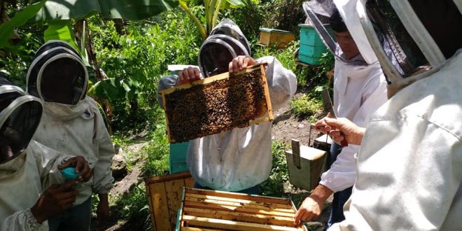 Consumo de miel en Honduras aumenta un 50% producto del Covid-19