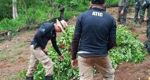 Incineran 20 mil arbustos de coca y narcolaboratorio en Honduras