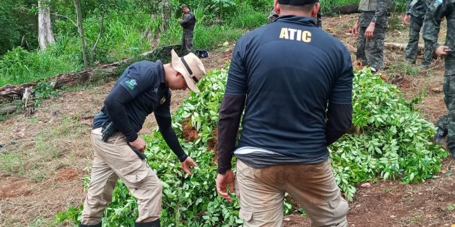 Incineran 20 mil arbustos de coca y narcolaboratorio en Honduras