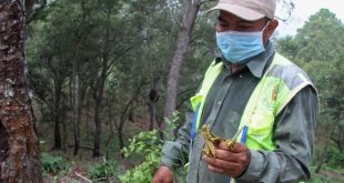 Ejecutan plan para control de langostas en El Merendón