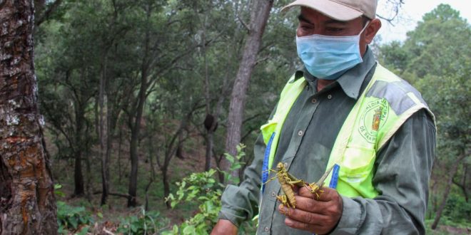 Ejecutan plan para control de langostas en El Merendón
