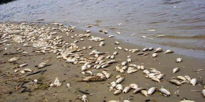 ¡Tragedia Ecológica!: Investigan muerte de miles de peces en laguna hondureña