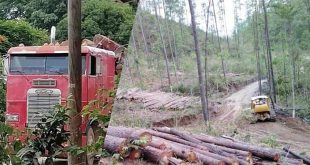 ¡Crimen Ambiental!: En plena pandemia denuncian tala del bosque en Morocelí