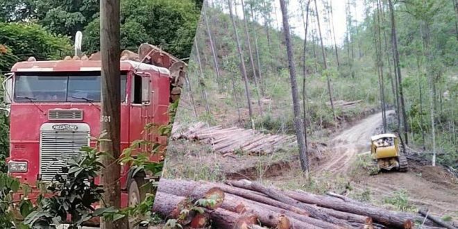 ¡Crimen Ambiental!: En plena pandemia denuncian tala del bosque en Morocelí