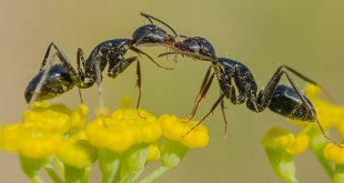 Descubren por qué las hormigas tienen una fuerza excepcional