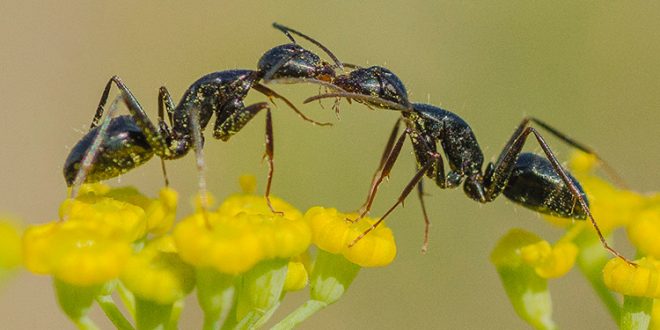 Descubren por qué las hormigas tienen una fuerza excepcional
