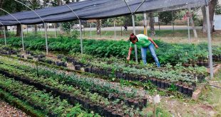 ICF conserva 12 millones de plantas en 130 viveros para reforestar