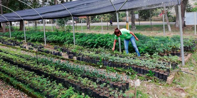 ICF conserva 12 millones de plantas en 130 viveros para reforestar