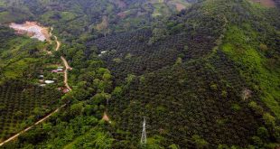 Gobierno y UNAH trabajan en investigación sobre restauración de bosques