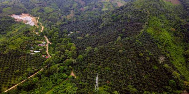 Gobierno y UNAH trabajan en investigación sobre restauración de bosques