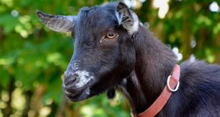VIDEO: ¿Animal o humano? Sorprende cabra que camina en 2 patas