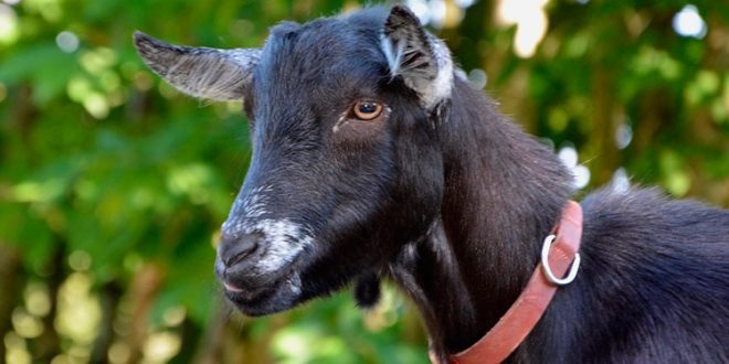 VIDEO: ¿Animal o humano? Sorprende cabra que camina en 2 patas