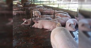 En un 40% aumentará la producción porcina en el último trimestre