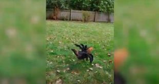 VIDEO: una gallina siembra el pánico gracias a su disfraz de araña