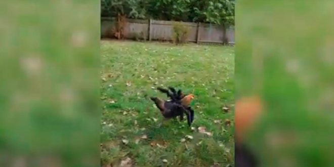 VIDEO: una gallina siembra el pánico gracias a su disfraz de araña