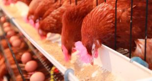 Congelan los precios de alimentos balanceados para consumo animal