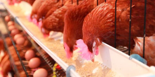 Congelan los precios de alimentos balanceados para consumo animal