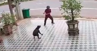 VIDEO: ¡Al estilo Karate Kid! hombre se defiende de dos perros