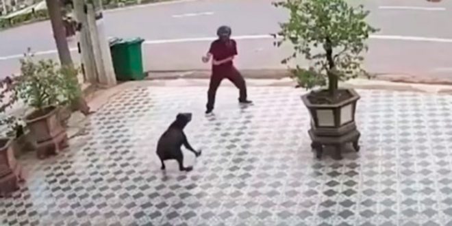 VIDEO: ¡Al estilo Karate Kid! hombre se defiende de dos perros