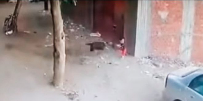 VIDEO: niño a punto de ser el aperitivo de un perro es salvado por gato