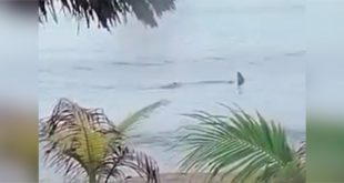VIDEO: captan a un tiburón en La Ceiba
