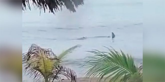 VIDEO: captan a un tiburón en La Ceiba