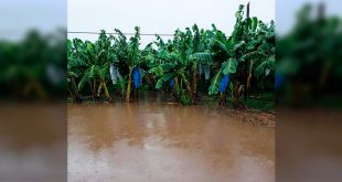 Continúa reporte de pérdidas por tormenta tropical Eta en el occidente