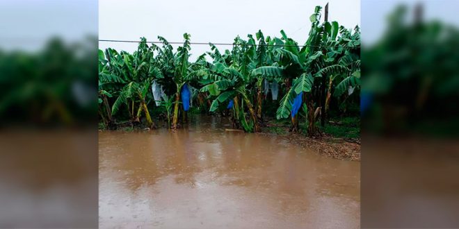 Continúa reporte de pérdidas por tormenta tropical Eta en el occidente