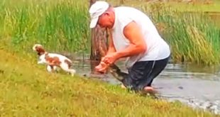 VIDEO: Hombre salta al agua para sacar a su perro de la boca de un cocodrilo